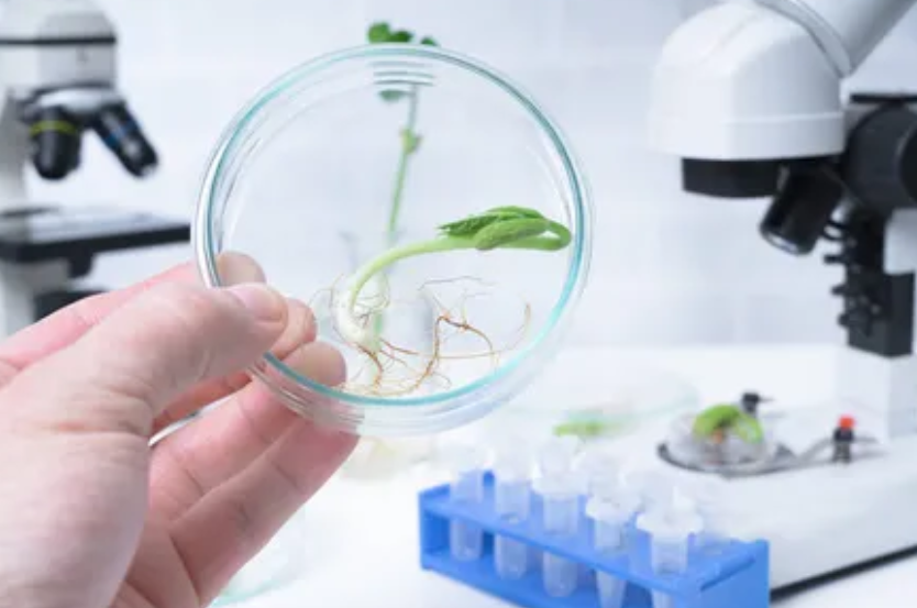 生物育種商業化提速 種業發展將聚焦四大方面