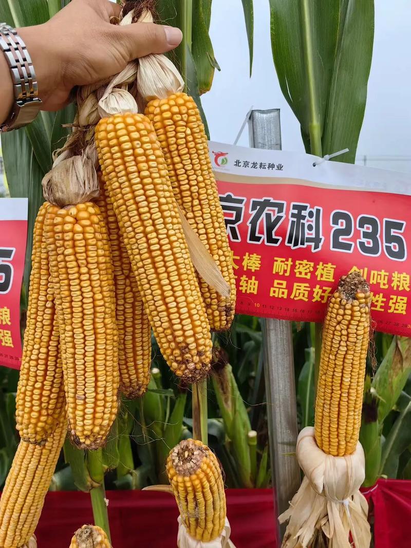 京農(nóng)科235 生物育種鑄就的“軸細(xì)粒深”新標(biāo)桿